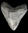 Large, Megalodon Tooth - South Carolina #43031-1